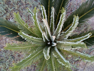 [The dark green fronds sticking outward from the base on the one side are longer than the new growth, but not by a lot. The new growth is much wider as quite a bit of it has begun opening although some parts are still quite curled.]